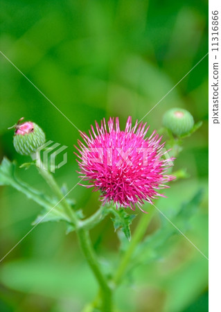 American onion 11316866