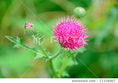 American onion 11316867