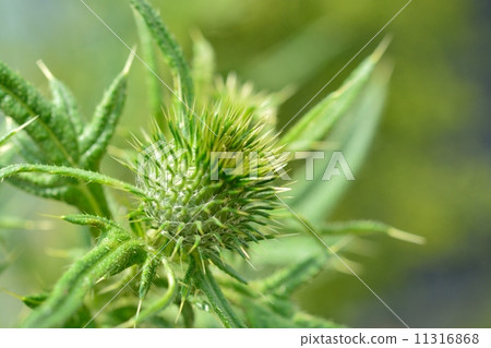 American onion 11316868