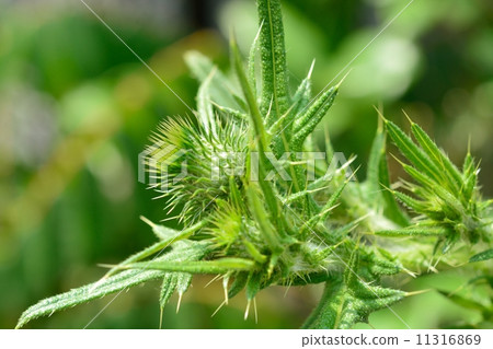 American onion 11316869