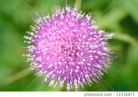 American onion 11316871