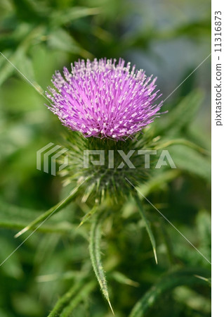American onion American onion 11316873