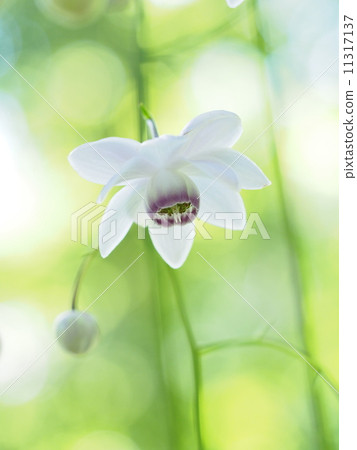 Renge goshoma Renge goshoma 11317137