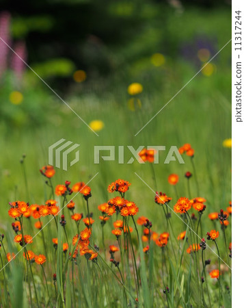 Coulin dandelion Coulin dandelion 11317244