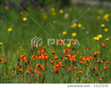 Coulin dandelion Coulin dandelion 11317245