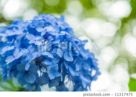 hydrangea hydrangea 11317475