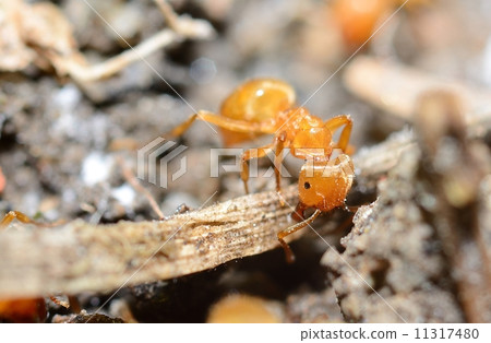 Yellow ant (Lasius Flavus) in anthill, extreme macro shot. 11317480