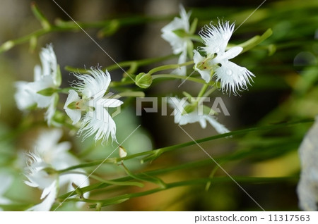 開花的樹和花亭子(Hanazono紀念公園)Sagisaw 開花的樹和花亭子(Hanazono紀念公園)Sagisaw 11317563