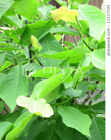 白色木蘭大葉子 白色木蘭大葉子 11317595