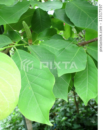 白色木蘭大葉子 白色木蘭大葉子 11317597