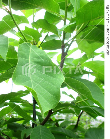 Big leaves of white magnolia Big leaves of white magnolia 11317598