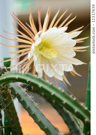 盛開的這個花亭(花園紀念公園)大風柱 盛開的這個花亭(花園紀念公園)大風柱 11317639