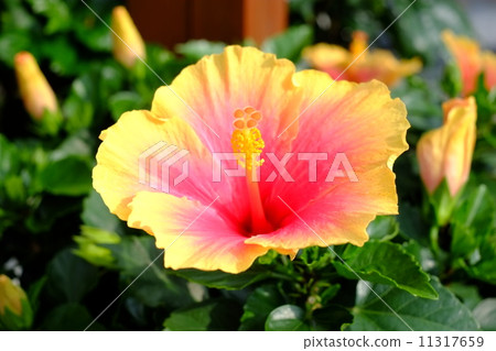 Hibiscus flowers Hibiscus flowers 11317659
