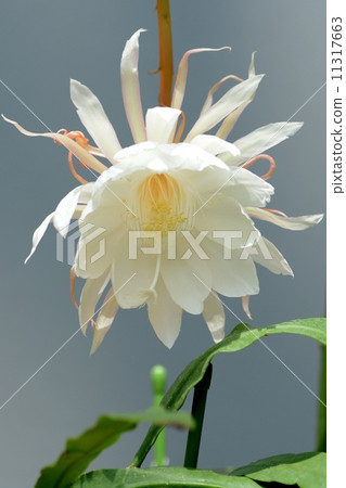 這個花亭(花園紀念公園)的盛開和月光 這個花亭(花園紀念公園)的盛開和月光 11317663