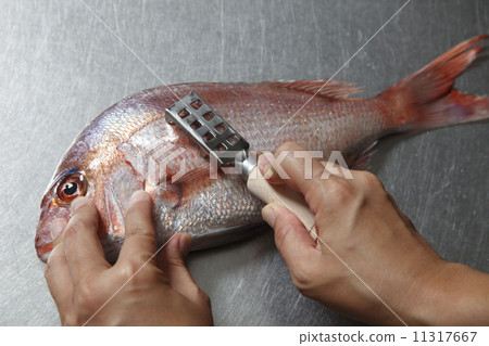 Scales 11317667