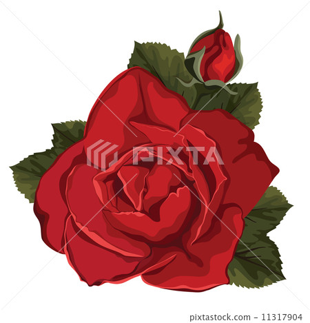 Vector red rose isolated on white background 11317904