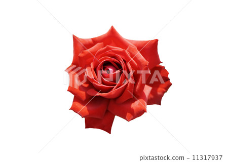 Red rose 11317937
