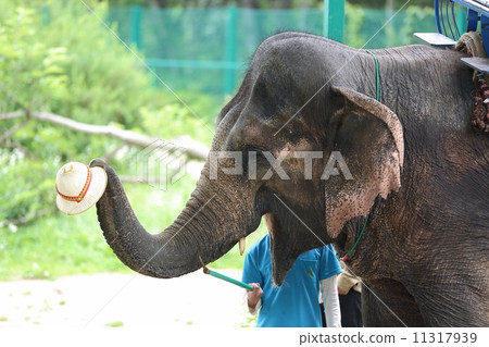 elephant elephant 11317939