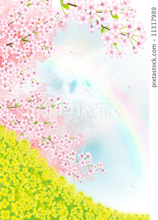 櫻花和油菜田 櫻花和油菜田 11317989