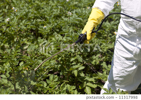 Pesticide spraying Pesticide spraying 11317998
