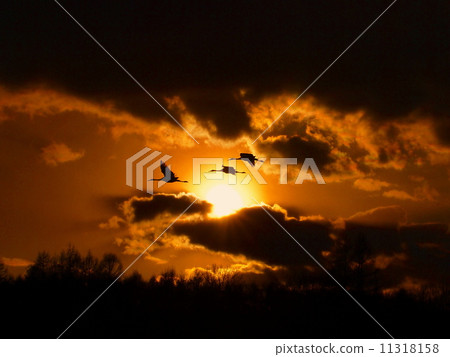 Snow crane / crane 11318158