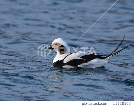 長尾鴨♂ 長尾鴨♂ 11318163