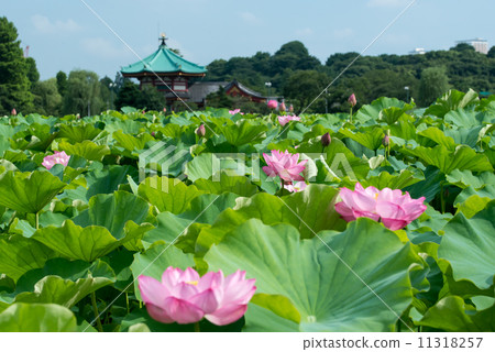 Lotus of Shinobazu Pond and Ueno Bentusudo Lotus of Shinobazu Pond and Ueno Bentusudo 11318257