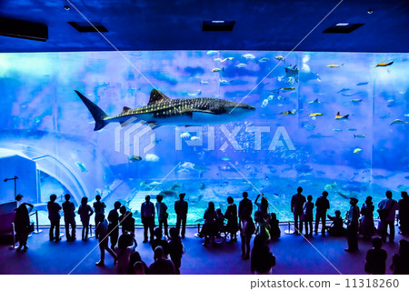 美麗海水族館 美麗海水族館 11318260