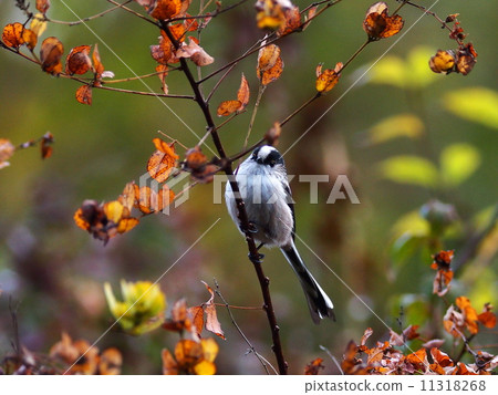 長尾山雀 11318268