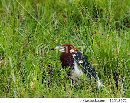 Reeve's heron 11318272