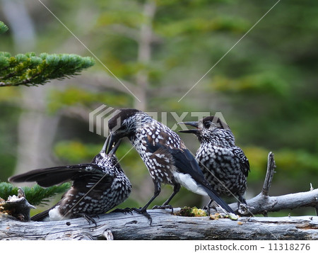 星鴉 星鴉 11318276