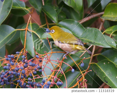 白眼 白眼 11318319