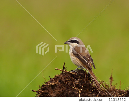 Simara camom 11318332