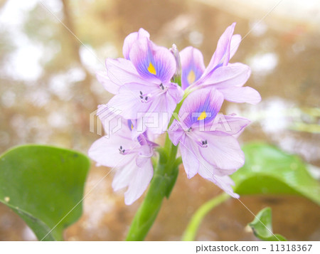 Water Hyacinth 11318367
