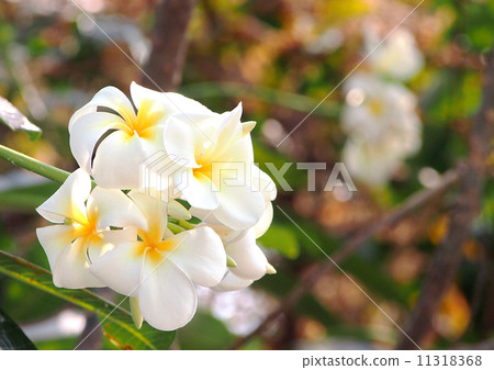 Templetree flower 11318368