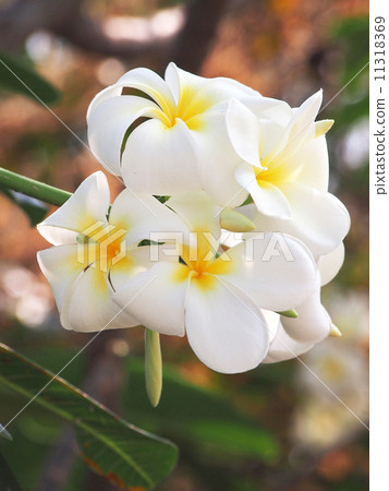 tropical flowers tropical flowers 11318369