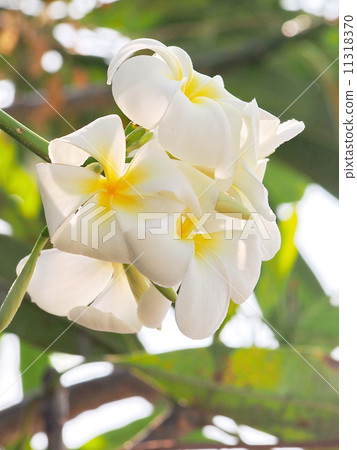 tropical flowers tropical flowers 11318370