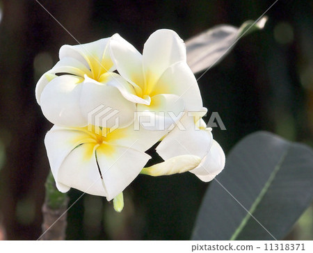 tropical flowers tropical flowers 11318371