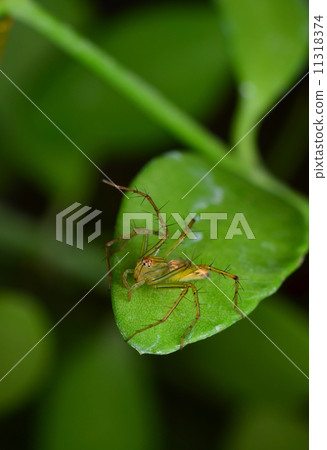 spider spider 11318374