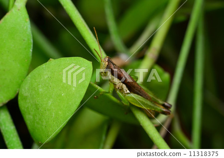 a grasshopper among the leaves a grasshopper among the leaves 11318375