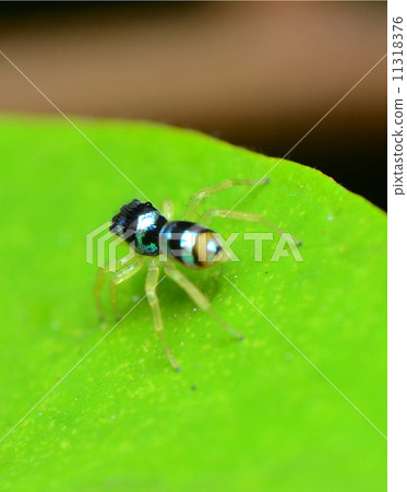 glitter spider glitter spider 11318376
