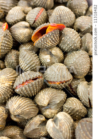 fresh blood cockles for sale at a market fresh blood cockles for sale at a market 11318482
