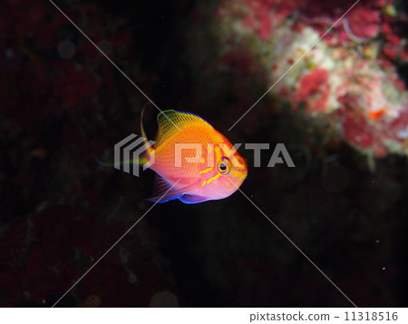 Hanagonbe Hanagonbe 11318516