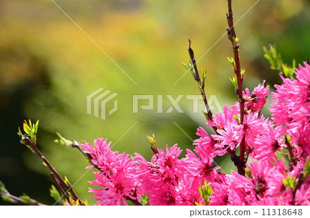 Chrysanthemum 11318648