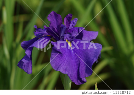 江戶系列虹膜花環虹膜花園紫色minefura壽司竹筍Iris ensata Thunb.Var.Ensata 11318712