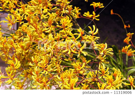 Kangaroo Po Flower 11319006
