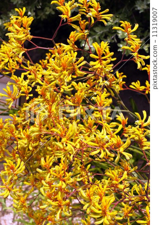 Kangaroo Po Flower 11319007