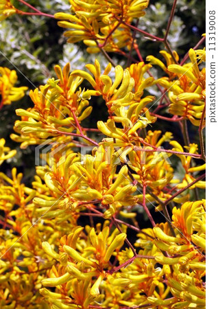 Kangaroo Po Flower 11319008