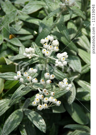 Anaphalis·Triplinel bis Anaphalis·Triplinel bis 11319048