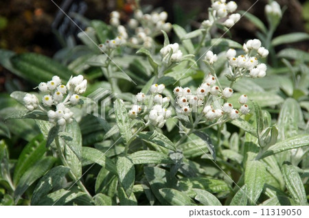 Anaphalis·Triplinel bis Anaphalis·Triplinel bis 11319050